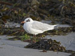 Mediterranean Gull photographed at Cobo [COB] on 29/8/2014. Photo: © Royston Carré