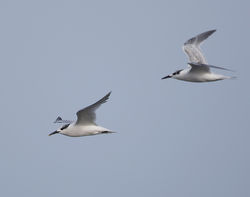 Sandwich Tern photographed at Fort Le Crocq [FLC] on 28/8/2014. Photo: © Mike Cunningham
