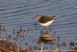Green Sandpiper photographed at Claire Mare [CLA] on 4/9/2014. Photo: © Jason Friend