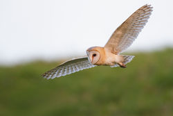 Barn Owl photographed at Chouet [CHO] on 22/9/2014. Photo: © steve levrier