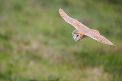 Barn Owl photographed at Chouet [CHO] on 22/9/2014. Photo: © steve levrier