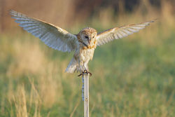 Barn Owl photographed at Chouet [CHO] on 19/9/2014. Photo: © steve levrier