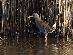 Water Rail photographed at Claire Mare [CLA] on 30/9/2014. Photo: © Mike Cunningham