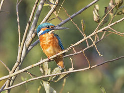 Kingfisher photographed at Rue des Bergers [BER] on 9/10/2014. Photo: © Mike Cunningham