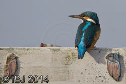 Kingfisher photographed at Claire Mare [CLA] on 19/10/2014. Photo: © J Friend