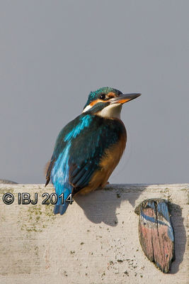 Kingfisher photographed at Claire Mare [CLA] on 19/10/2014. Photo: © J Friend