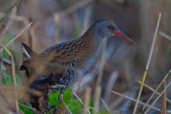 Water Rail photographed at Claire Mare [CLA] on 9/11/2014. Photo: © Dan Scott