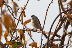 Long-tailed Tit photographed at Rue des Grons, STM [GRM] on 16/11/2014. Photo: © J Friend