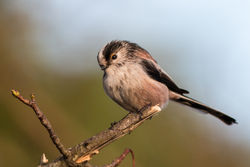 Long-tailed Tit photographed at Camp du Roi [CDR] on 24/1/2015. Photo: © Andy Marquis