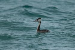 Great Crested Grebe photographed at Grandes Rocques [GRO] on 27/1/2015. Photo: © Jason Friend