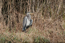 Grey Heron photographed at Rue des Bergers [BER] on 24/2/2015. Photo: © Jason Friend