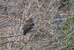 Buzzard photographed at Fauxquets Valley [FAU] on 24/2/2015. Photo: © Jason Friend
