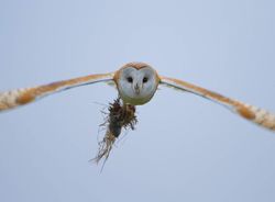 Barn Owl. Photo: © Dan Scott