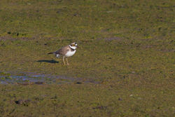Little Ringed Plover photographed at Colin Best NR [CNR] on 5/4/2015. Photo: © Rod Ferbrache