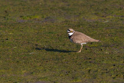Little Ringed Plover photographed at Colin Best NR [CNR] on 5/4/2015. Photo: © Rod Ferbrache