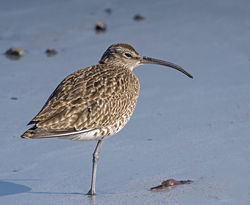 Whimbrel photographed at Richmond [RIC] on 20/4/2015. Photo: © Barry Wells