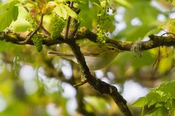 Wood Warbler photographed at St Peters Church [SP2] on 23/4/2015. Photo: © Adrian Gidney