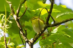 Wood Warbler photographed at St Peters Church [SP2] on 23/4/2015. Photo: © Adrian Gidney