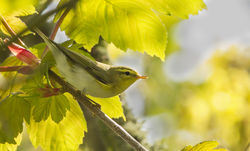 Wood Warbler photographed at St Peters Church [SP2] on 23/4/2015. Photo: © Anthony Loaring