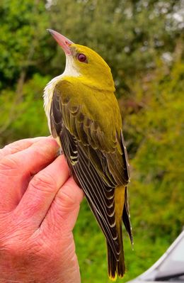 Golden Oriole photographed at Jerbourg [JER] on 10/5/2015. Photo: © Mark Guppy