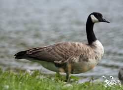 Greater Canada Goose photographed at Grande Mare [GMA] on 1/6/2015. Photo: ©  Rockdweller