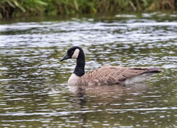 Greater Canada Goose photographed at Grande Mare [GMA] on 1/6/2015. Photo: © Anthony Loaring