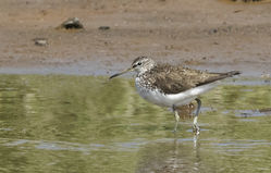 Green Sandpiper photographed at Claire Mare [CLA] on 9/6/2015. Photo: © Anthony Loaring