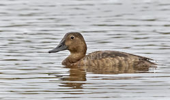 Pochard photographed at Claire Mare [CLA] on 17/6/2015. Photo: © Anthony Loaring
