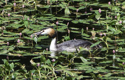 Great Crested Grebe. Photo: © Colin Mucklow
