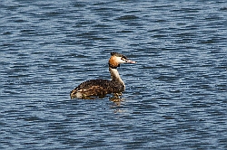 Great Crested Grebe photographed at Reservoir [RES] on 10/7/2015. Photo: © Jason Friend