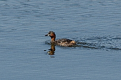 Little Grebe photographed at Reservoir [RES] on 10/7/2015. Photo: © Jason Friend