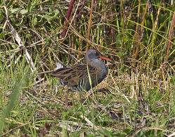 Water Rail photographed at Rue des Bergers [BER] on 7/9/2015. Photo: © Mike Cunningham
