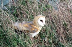 Barn Owl photographed at Mont Cuet [CUE] on 10/1/2016. Photo: © Sue De Mouilpied