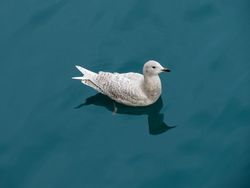 Iceland Gull photographed at Town Harbour [TOW] on 17/1/2016. Photo: © Mark Guppy