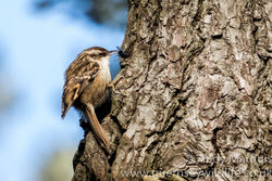 Short-toed Treecreeper photographed at Saumarez Park [SAU] on 12/3/2016. Photo: © Andy Marquis