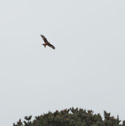 Red Kite photographed at Longis Common, Alderney on 19/3/2016. Photo: © Paul Veron