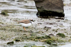 Little Ringed Plover photographed at Colin Best NR [CNR] on 26/3/2016. Photo: © Andy Marquis