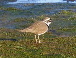 Little Ringed Plover photographed at Colin Best NR [CNR] on 17/4/2016. Photo: © Mary Simmons