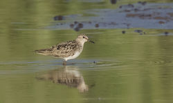 Temminck's Stint photographed at Claire Mare [CLA] on 15/7/2016. Photo: © Anthony Loaring