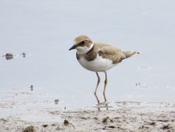 Little Ringed Plover photographed at Claire Mare [CLA] on 18/8/2016. Photo: © Mark Guppy