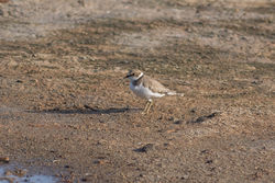 Little Ringed Plover photographed at Claire Mare [CLA] on 20/8/2016. Photo: © Rod Ferbrache