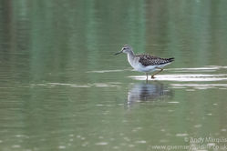 Wood Sandpiper photographed at Claire Mare [CLA] on 27/8/2016. Photo: © Andy Marquis