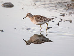 Wood Sandpiper photographed at Claire Mare [CLA] on 30/8/2016. Photo: © Mike Cunningham