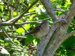 Wryneck photographed at Les Amarreurs [AMM] on 30/8/2016. Photo: © Mark Guppy