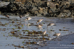 Bar-tailed Godwit photographed at L'Eree [LER] on 10/9/2016. Photo: © Andy Marquis