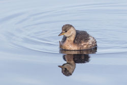 Little Grebe photographed at Claire Mare [CLA] on 11/11/2016. Photo: © Rod Ferbrache