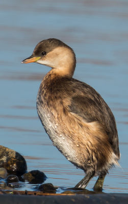 Little Grebe photographed at Claire Mare [CLA] on 1/12/2016. Photo: ©   Rockdweller