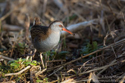 Water Rail photographed at Grands Marais/Pre [PRE] on 22/1/2017. Photo: © Andy Marquis