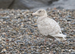 Glaucous Gull photographed at Chouet [CHO] on 4/2/2017. Photo: © Anthony Loaring