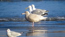 Glaucous Gull photographed at Pembroke [PEM] on 7/2/2017. Photo: © Mark Guppy